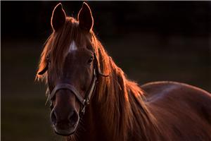 1 Creator Matt Wooley_resized