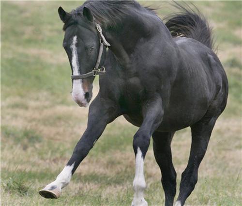 stan grossfeld willaimstownWOW_resized